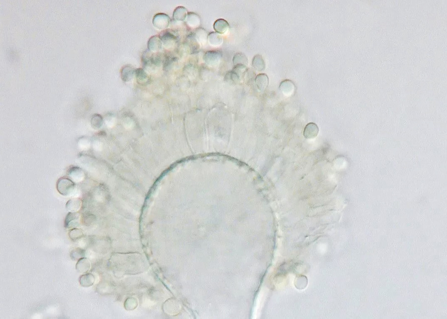 Aspergillus flavus, which produces aflatoxin