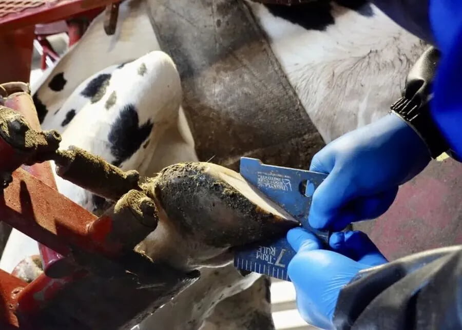 Veterinarian assessing a dairy cow's hoof
