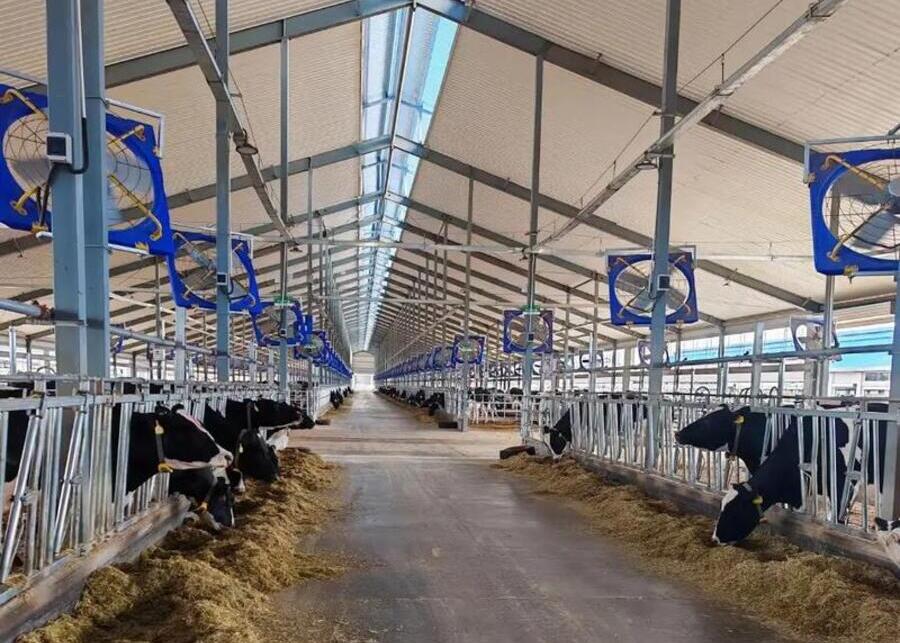 Inside a tidy dairy barn, large barn fans are installed.