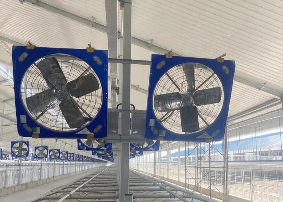Barn fans cooling a dairy herd