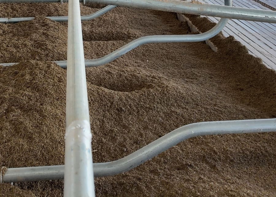 Clean bedding laid beneath the cow stalls