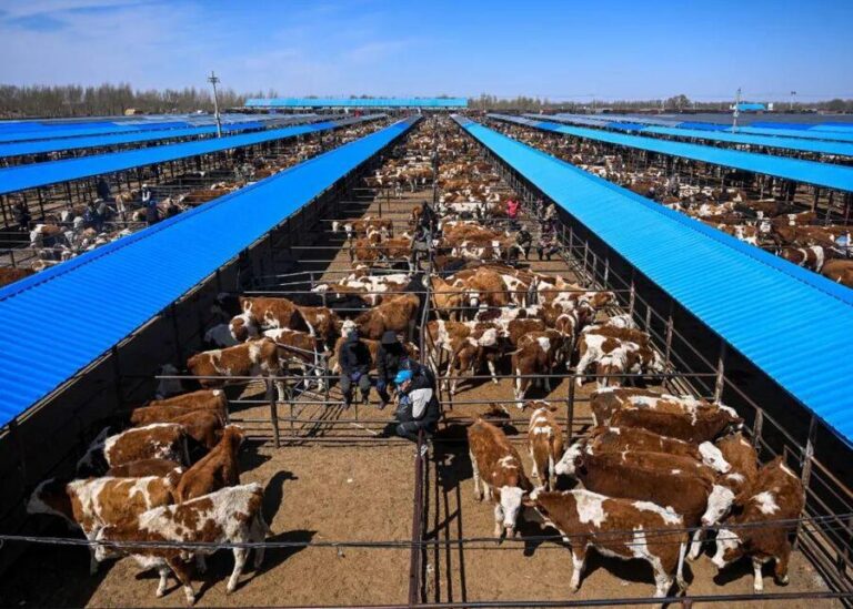 How many cows should be paired with one worker?