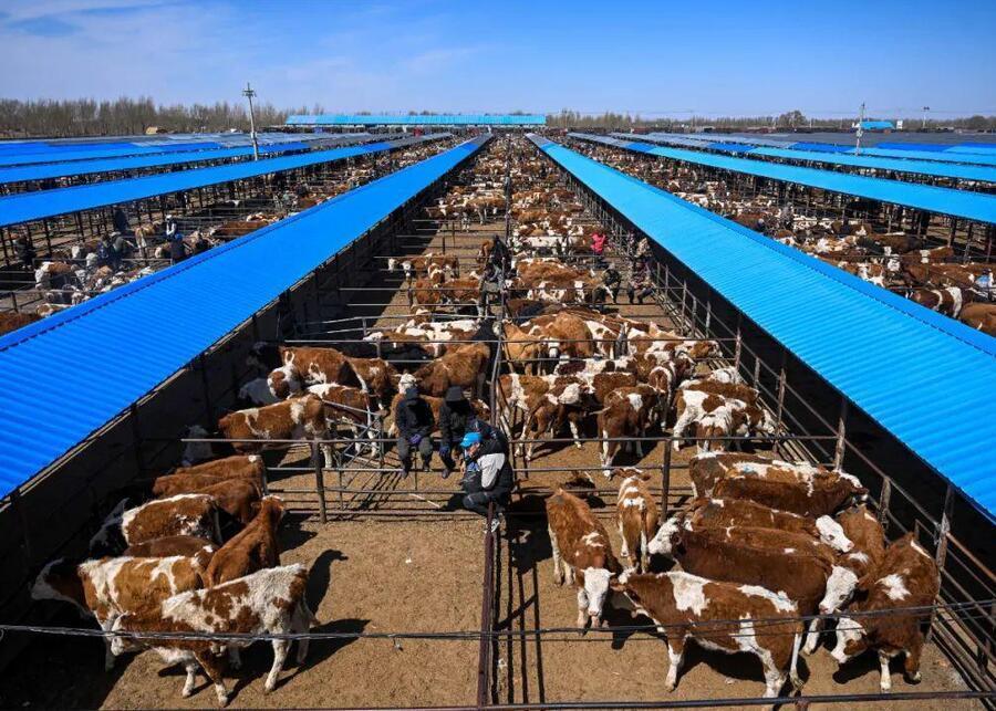 A large herd of beef cattle in a feedlot