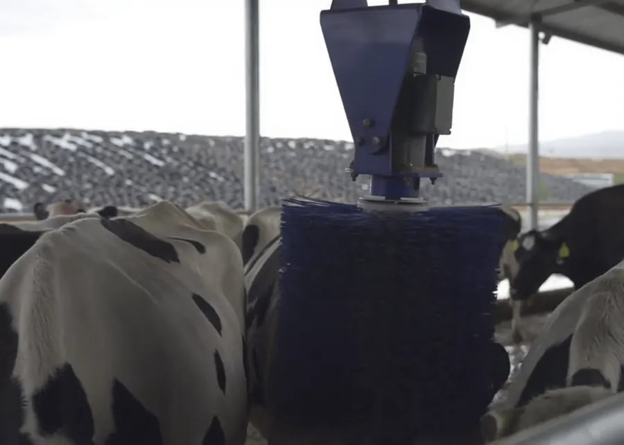 A herd of happy cows using an automatic brush