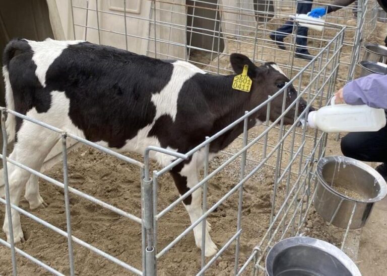 The Ultimate Guide: How to Bottle Feed Dairy Calves Step-by-Step?