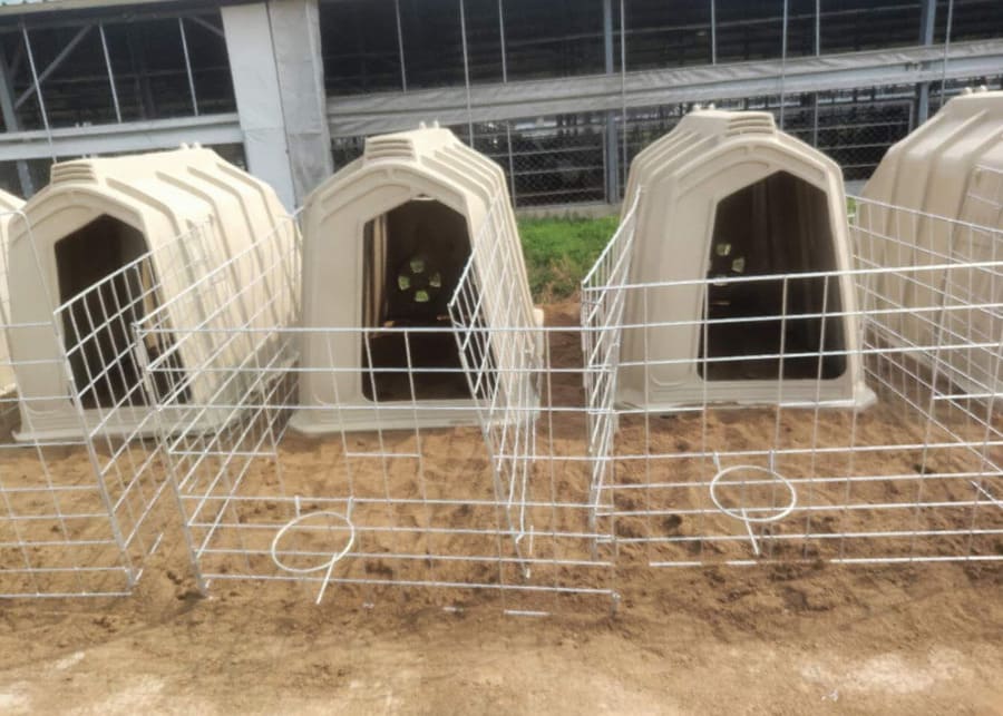 Clean and dry calf hutches on a dairy farm