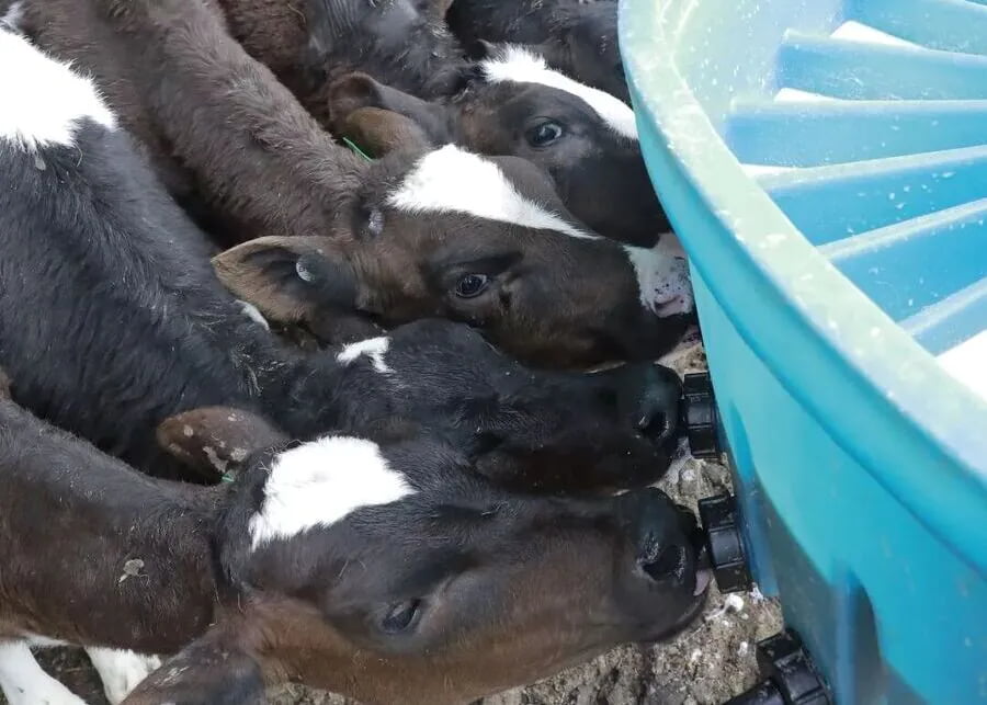 A calf drinking milk from a bucket feeder