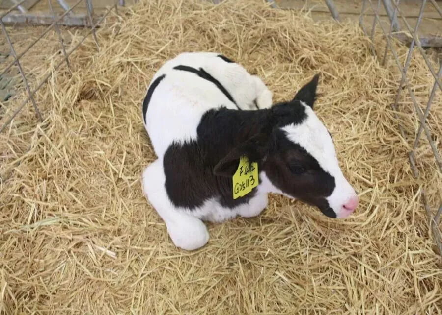 Healthy calves in a clean barn environment