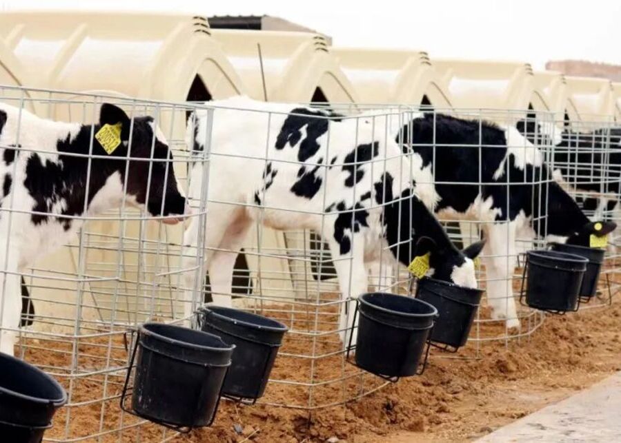 Calf eating starter feed from a bucket
