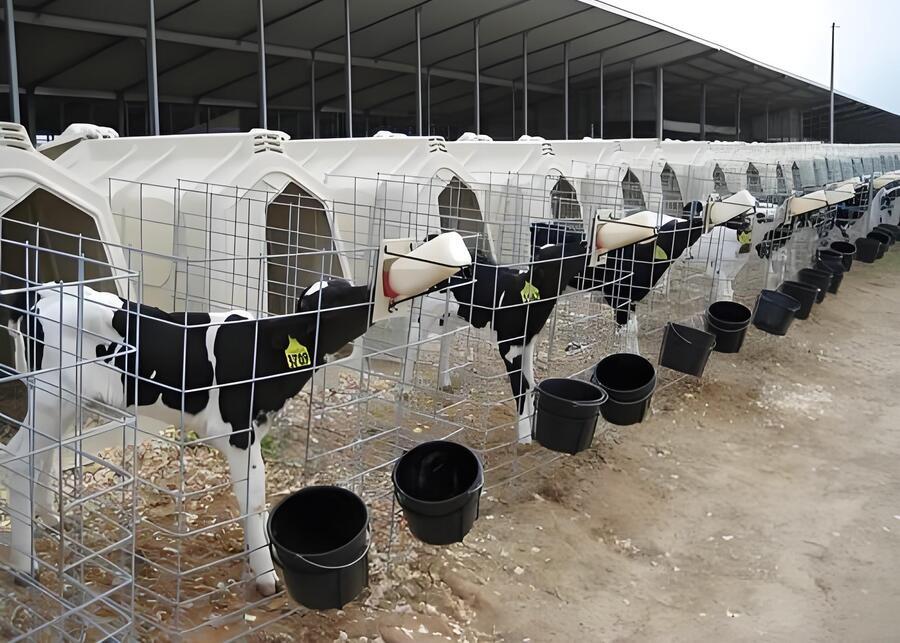 The calves are drinking milk in the calf barn.