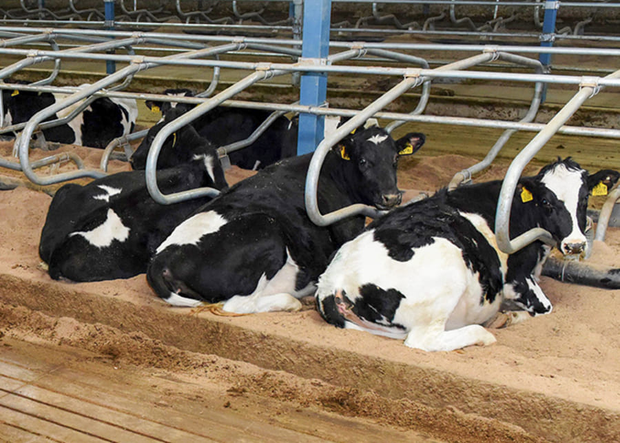 The dairy cow is lying on a clean cow bed.