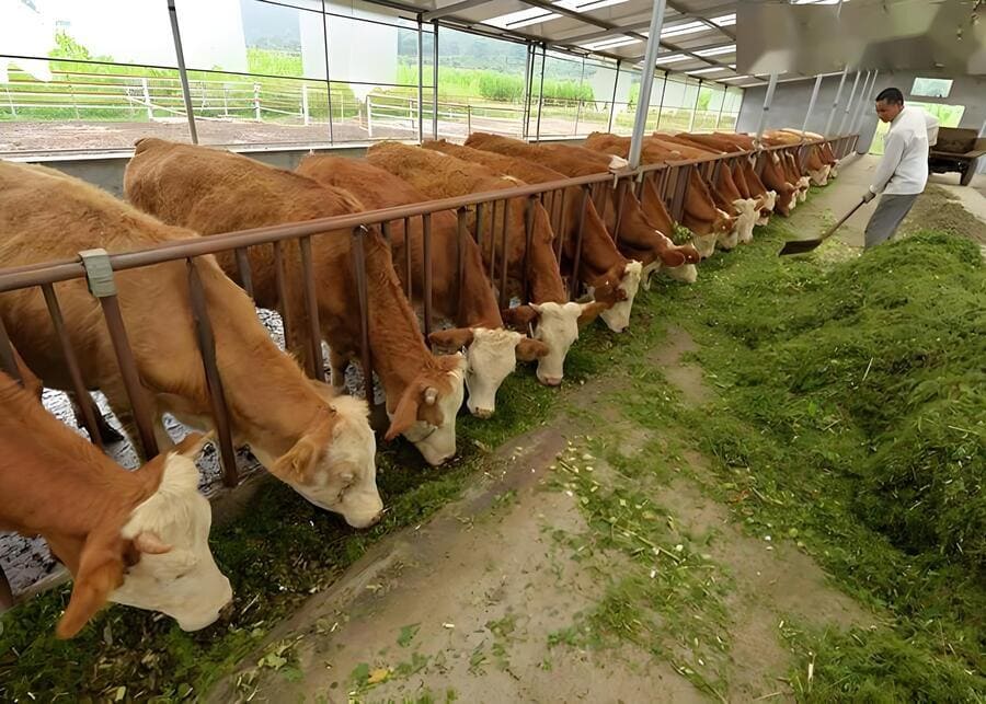 A herd of cattle is grazing normally on fresh fodder.