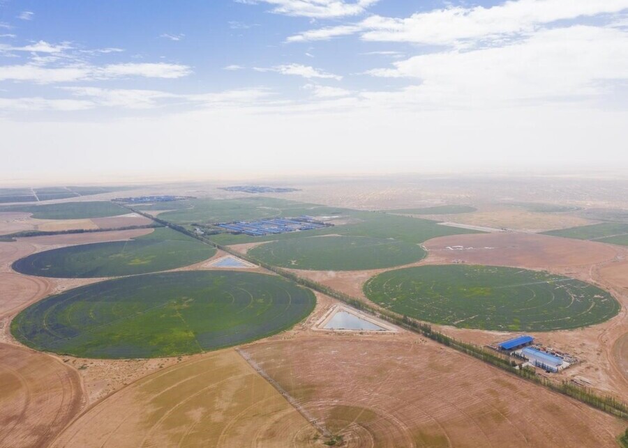 Pasture nourished by cow dung fertilizer