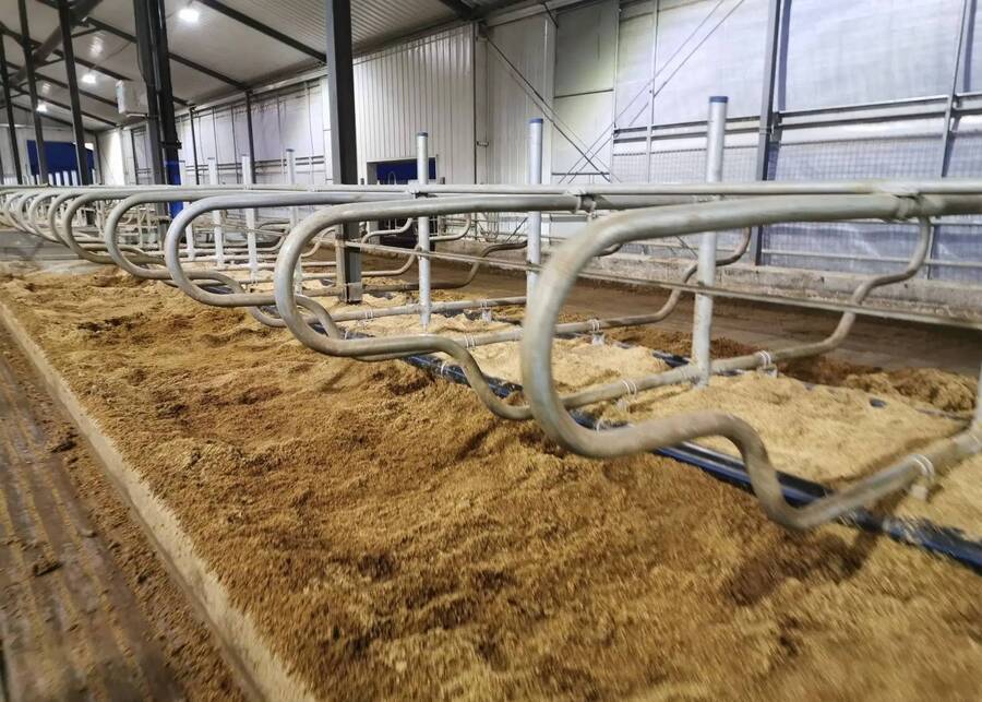 Close-up of fluffy, fibrous RMS bedding in a free stall
