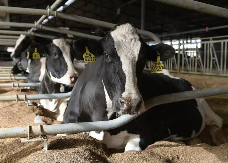 How Long Do Cows Lie Down in a Day? (And How to Maximize It for Better Milk Yield)