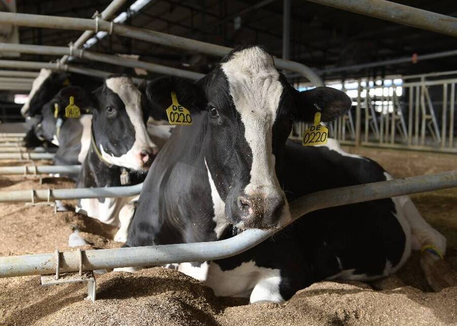The dairy cows are lying comfortably in the clean stalls of the barn.