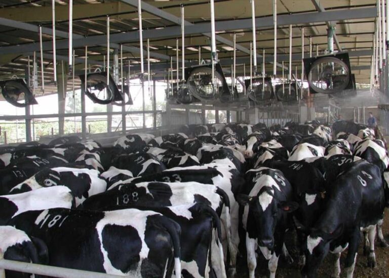 Are Thermostatically Controlled Dairy Barns Worth the Investment?