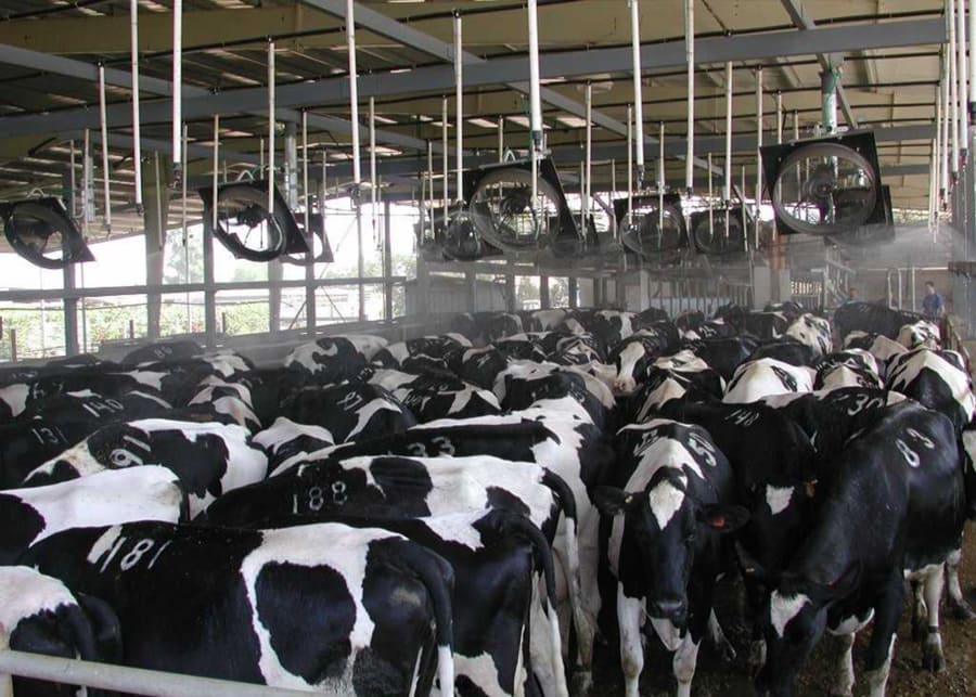 Using a cooling system to cool down the dairy cows.