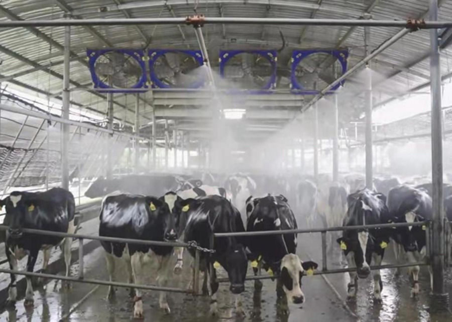 A schematic diagram illustrating the layout of a cattle barn's fan and sprinkler systems.
