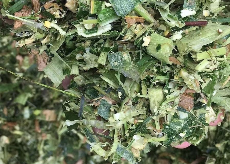 A pile of freshly chopped corn silage showing particle size