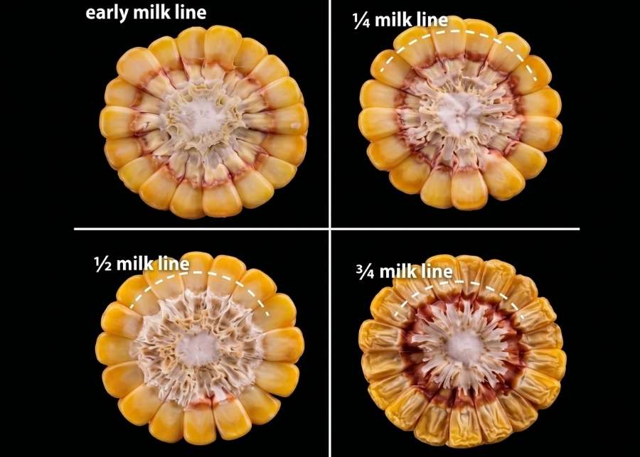 Close-up of a corn cob showing the milk line