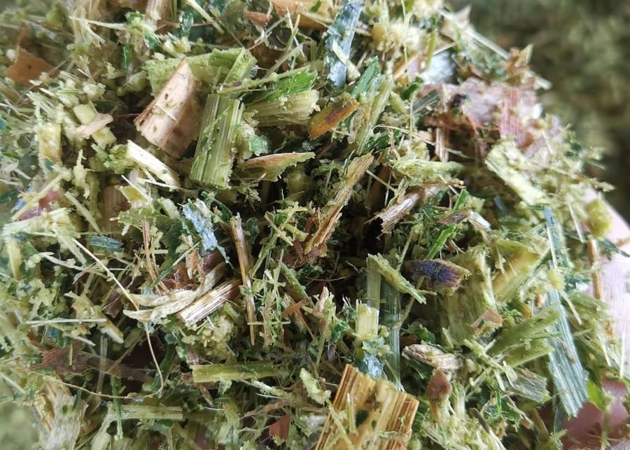 A farmer is holding a handful of corn silage.