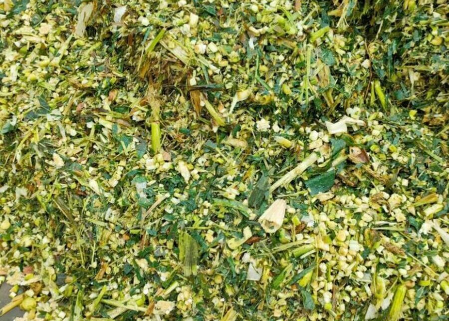 Broken corn kernels can be seen in corn silage.