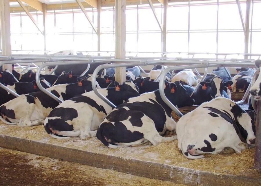 Comfortable cow stalls with clean bedding