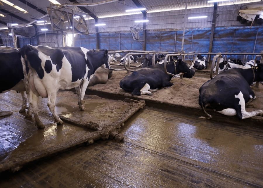 Happy cows in a comfortable barn
