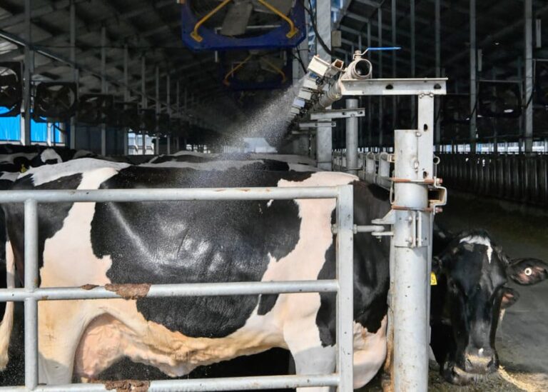 How to Properly Cool Dairy Cows with Spray Water: The Ultimate Guide (2026)?