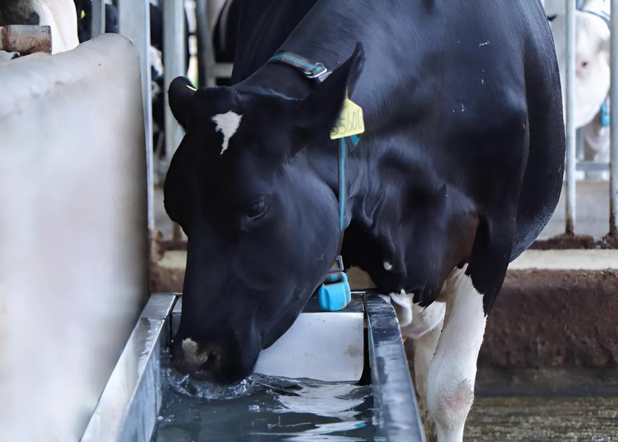 A cow drinking from a stainless steel water trough