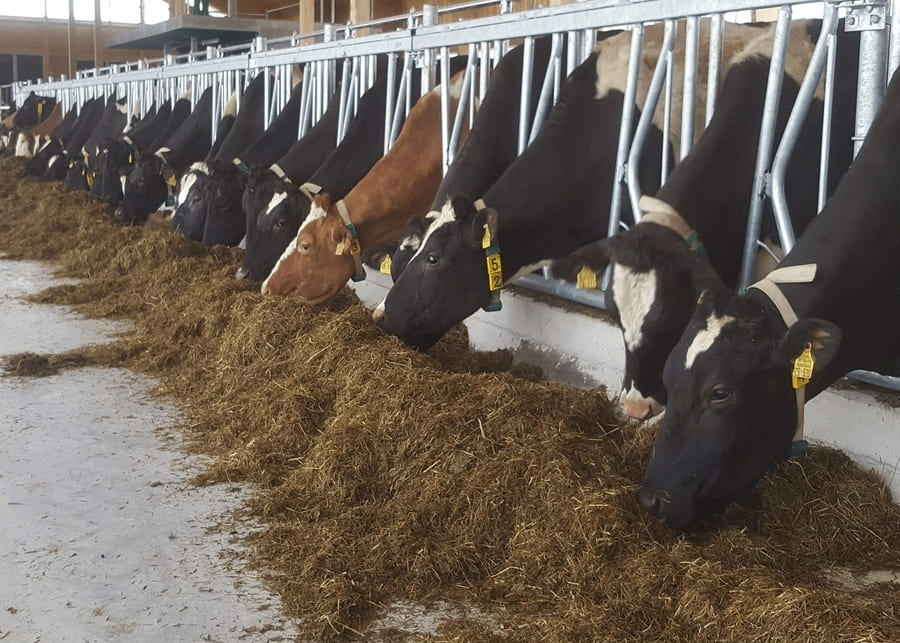 Cows eating from stainless steel headlocks