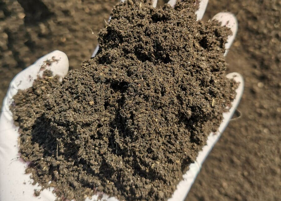 Cow dung during fermentation