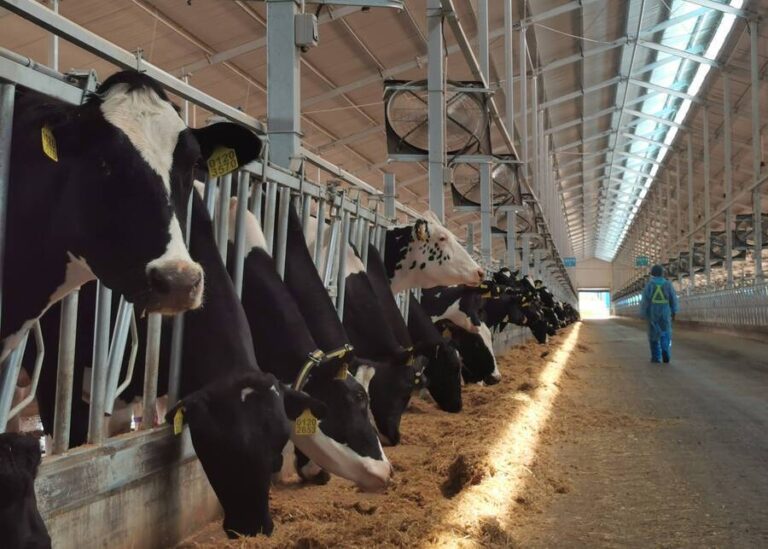 Why is Raw Milk Acidity Low? Top Causes and How to Prevent Them on Your Farm?