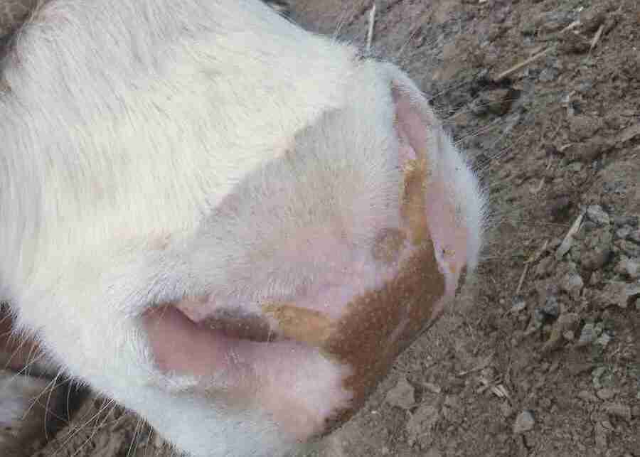 A cow's nose with small blisters or sores