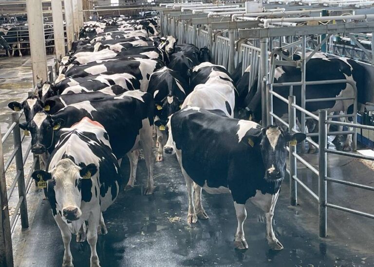 How Can Low-Stress Cattle Handling Boost Your Dairy Farm’s Profitability?