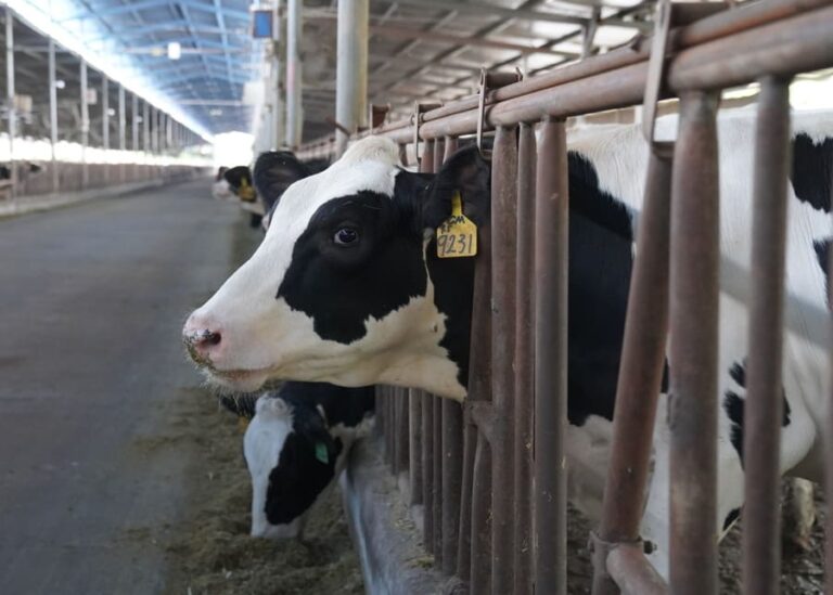 How Can Ranches Cut Costs by Optimizing Leftover Feed Utilization?