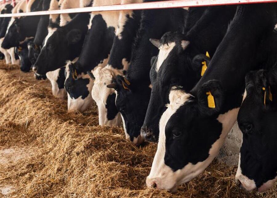 Culled dairy cows eating a perfectly mixed TMR ration in a clean barn with cow comfort equipment