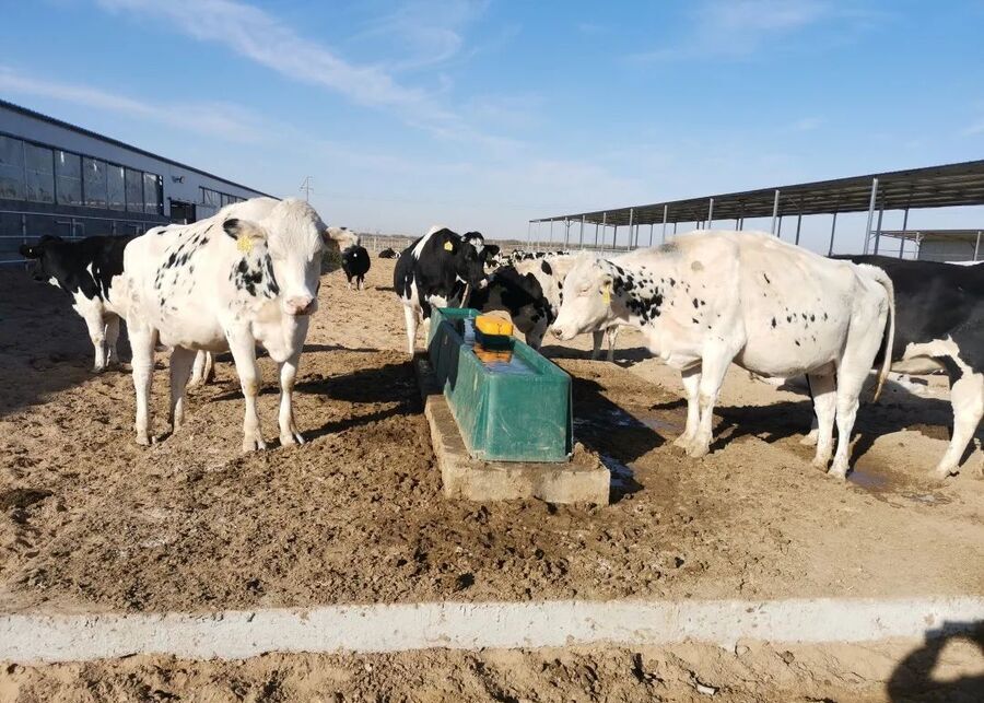 Winter dairy cow feeding and heating troughs