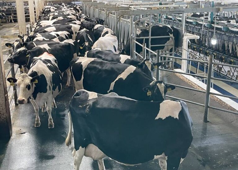 What Do Farmers Do With Cows in the Winter? (The Complete Guide)