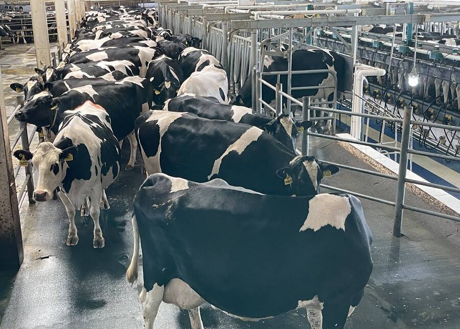 A calm herd of dairy cows walking in an orderly line