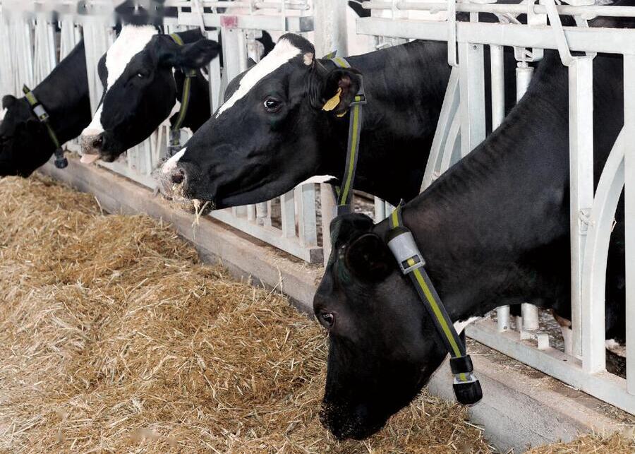 Wearing smart collars, the cows graze in the pasture.