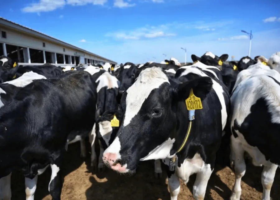 Cows crowded together beside the cowshed
