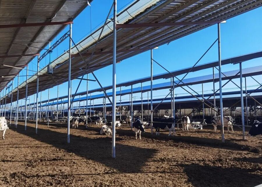 A clean dairy barn with good ventilation