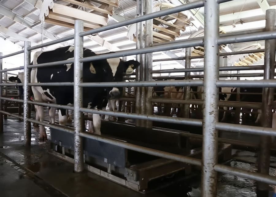 A properly placed footbath at the exit of a milking parlor