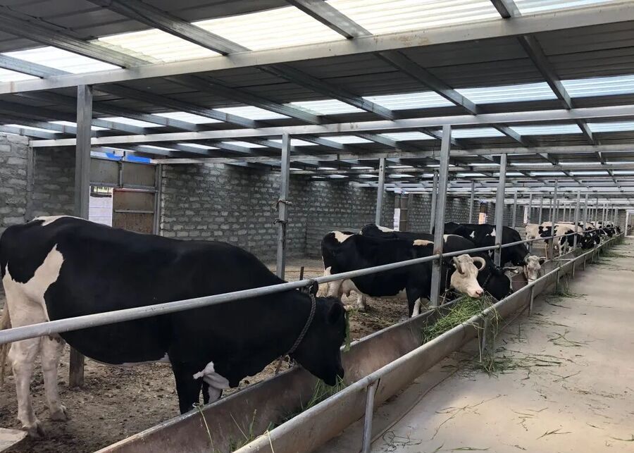 Spacious Loose-Housing Area for Dairy Cows
