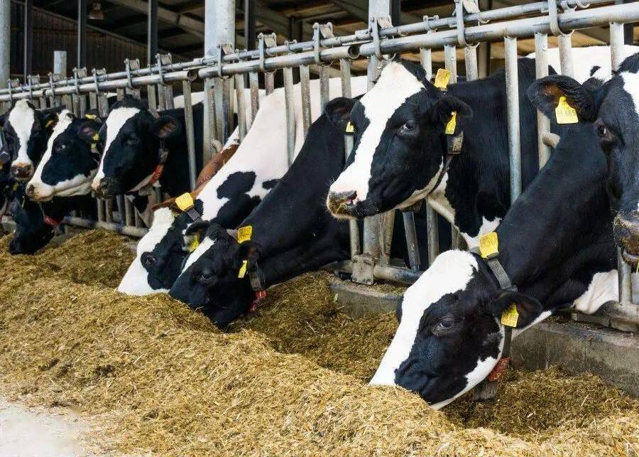 A dairy cow eating from a feed bunk, illustrating ration management