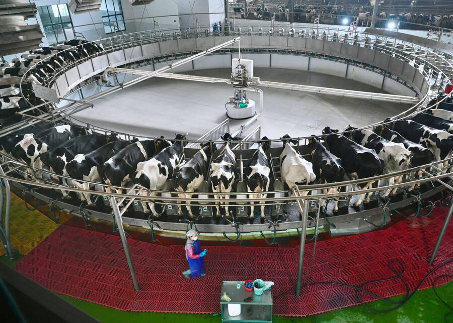 Automated milking system in a modern dairy parlor