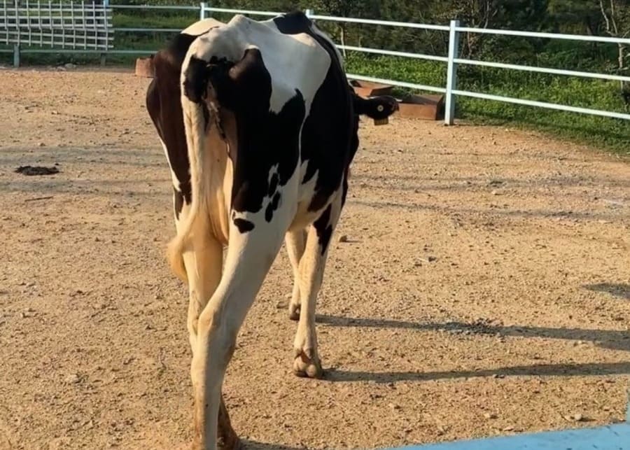 A thin cow showing signs of poor health