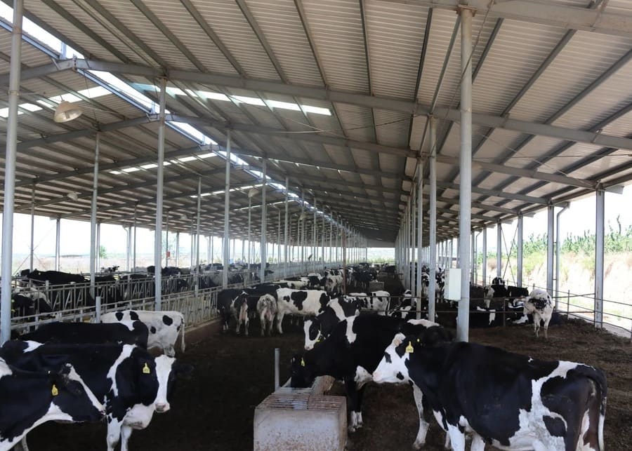 Dairy farm after cleaning and disinfection